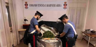 Piante di marijuana "ricche" di foglie scoperte ad Ardea: arrestato il giovane coltivatore