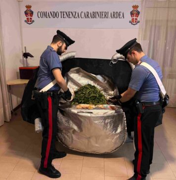 Piante di marijuana "ricche" di foglie scoperte ad Ardea: arrestato il giovane coltivatore