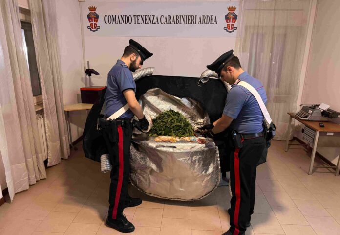 Piante di marijuana "ricche" di foglie scoperte ad Ardea: arrestato il giovane coltivatore