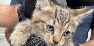Storia a lieto fine per il gattino Birillo, intrappolato nel vano motore di un'auto: salvato, va via con la nuova mamma