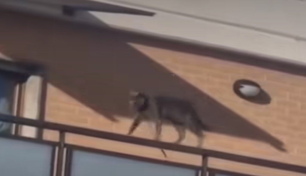 Roma, lancia il gatto dalla finestra ma gli viene restituito 1 Roma, lancia il gatto dalla finestra ma gli viene restituito 1