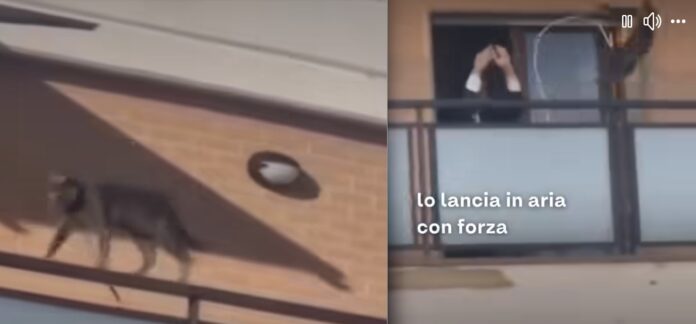 gatto lanciato