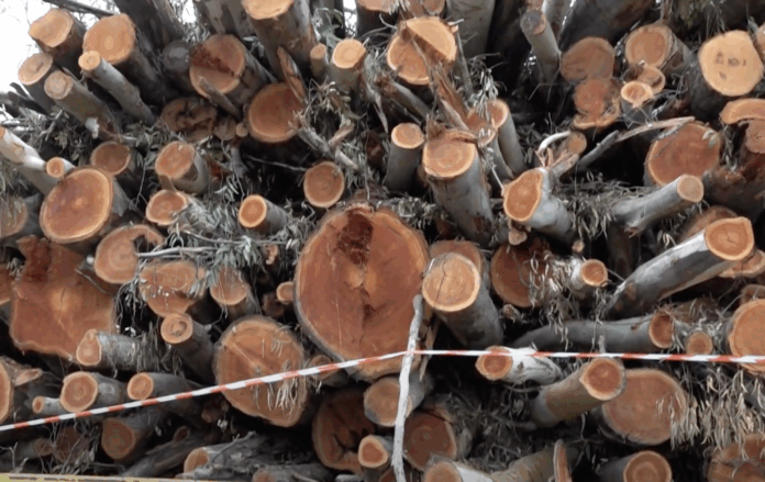 alberi tagliati