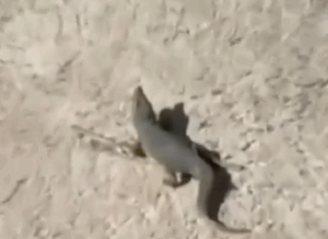 Il coccodrillo avvistato a Ladispoli è un giocattolo? La verità sul caso virale 1 Il coccodrillo avvistato a Ladispoli è un giocattolo? La verità sul caso virale 1