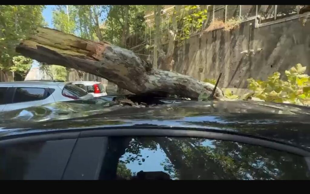 Platano crolla in strada e si abbatte su un’auto, tragedia sfiorata a Monti (VIDEO) 1