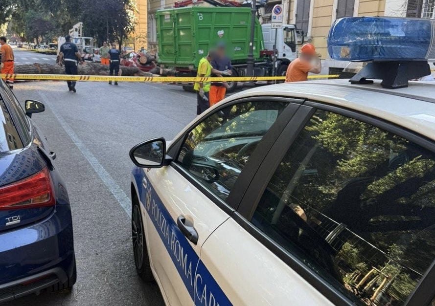 Crolla un albero su viale Mazzini a Roma, tragedia scampata e strada chiusa 1 Crolla un albero su viale Mazzini a Roma, tragedia scampata e strada chiusa 1