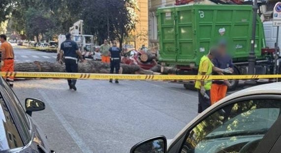 albero-caduto-viale-mazzini