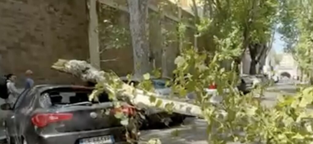 Platano crolla in strada e si abbatte su un’auto, tragedia sfiorata a Monti (VIDEO) 2
