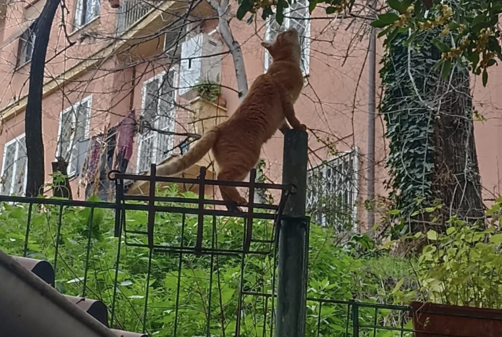 Numa, il gatto col GPS che divide Roma San Paolo: “Libero è felice”, dice la padrona 2
