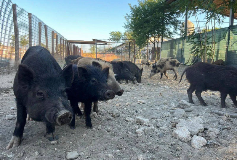 'Sfattoria degli Ultimi', l'Associazione Haru rinuncia alla custodia: "Abbandonati dalle istituzioni" 2 'Sfattoria degli Ultimi', l'Associazione Haru rinuncia alla custodia: "Abbandonati dalle istituzioni" 2