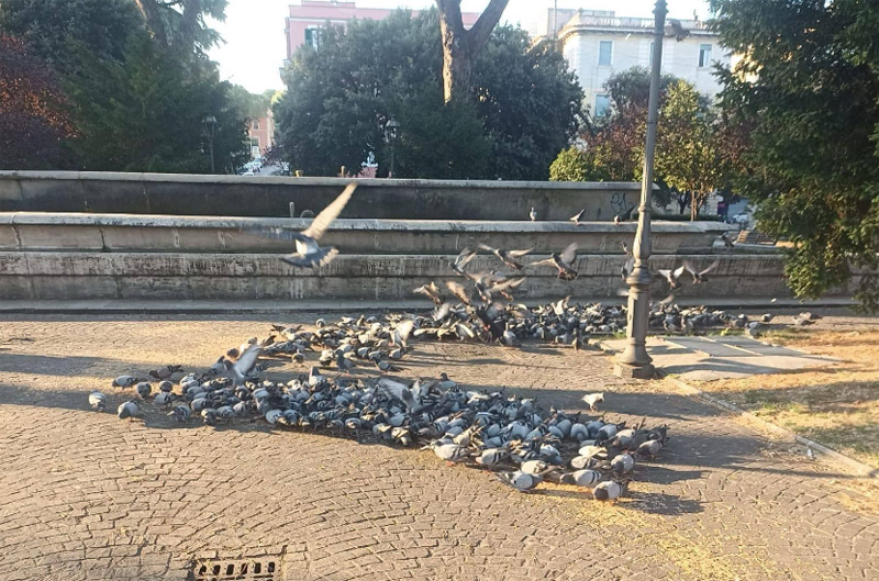 E' guerra ai piccioni nella Capitale: le disposizioni contro il cibo selvaggio colpiscono una coppia di animalisti 2 E' guerra ai piccioni nella Capitale: le disposizioni contro il cibo selvaggio colpiscono una coppia di animalisti 2