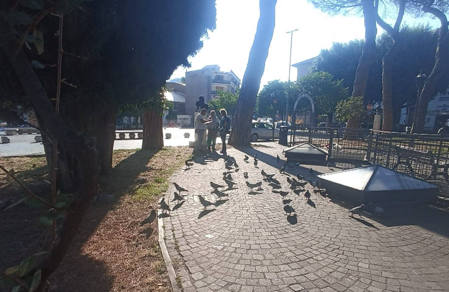 E' guerra ai piccioni nella Capitale: le disposizioni contro il cibo selvaggio colpiscono una coppia di animalisti 1 E' guerra ai piccioni nella Capitale: le disposizioni contro il cibo selvaggio colpiscono una coppia di animalisti 1
