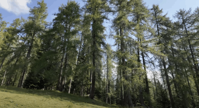 boschi montagna