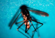West Nile, caso di encefalite a Napoli. Rezza: “Sorveglianze bloccate, serve soluzione”