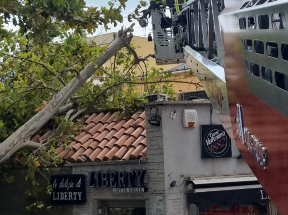 a civitavecchia albero caduto
