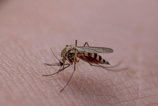 a infernetto west nile
