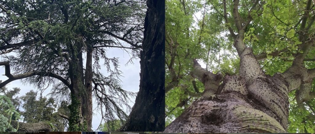 Giardini segreti a Roma, il Semenzaio di San Sisto apre le sue porte 1