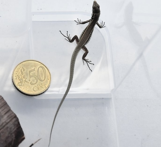Il Bioparco salva una specie in estinzione: nate a Roma 52 lucertole uniche al mondo 1
