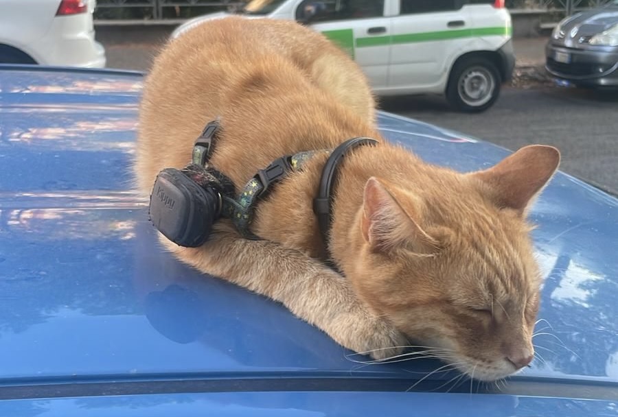 Numa, il gatto col GPS che divide Roma San Paolo: “Libero è felice”, dice la padrona 1