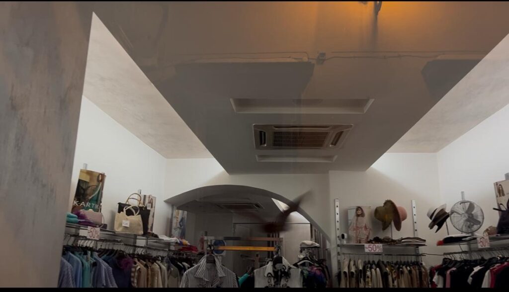 Pipistrello intrappolato in boutique a Tivoli: curiosità e preoccupazione tra i passanti (VIDEO) 1