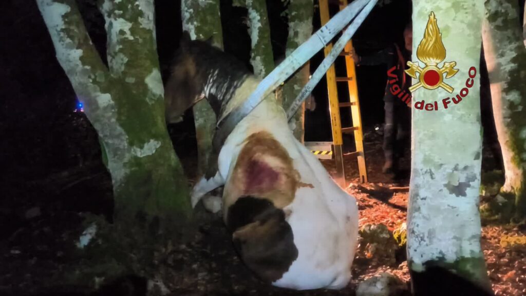 Cavallo resta incastrato tra due alberi nel bosco di Vallepietra: salvato dai vigili del fuoco 1