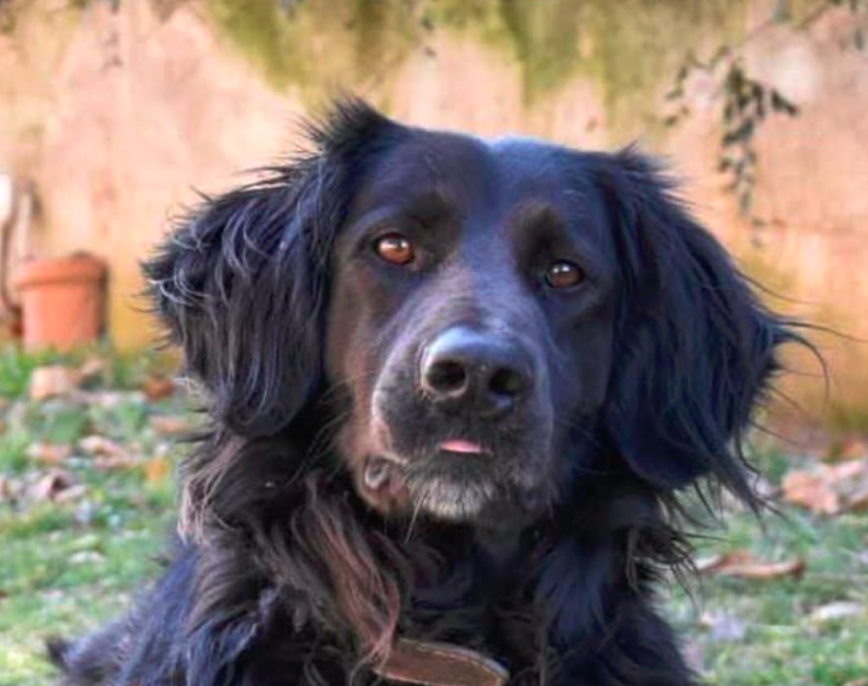 Bocconi avvelenati in strada: Otello muore dopo la passeggiata. I proprietari del cane lanciano l'allarme 1 Bocconi avvelenati in strada: Otello muore dopo la passeggiata. I proprietari del cane lanciano l'allarme 1