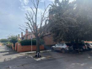 Parchi della Colombo all’Infernetto, cinque anni di Pec per le potature ma la risposta del Comune è una beffa (VIDEO) 2 Parchi della Colombo all’Infernetto, cinque anni di Pec per le potature ma la risposta del Comune è una beffa (VIDEO) 2