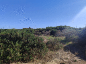 Parco del Mare di Ostia bocciato dagli ambientalisti: "Mobilità non sostenibile, verde sacrificato" 1 Parco del Mare di Ostia bocciato dagli ambientalisti: "Mobilità non sostenibile, verde sacrificato" 1