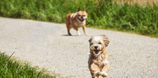 Al laghetto dell'Eur una nuova tappa de "Il canile va in città" per dare una casa agli ospiti di Muratella e Ponte Marconi. In passerella 25 cani, con 7 "adozioni del cuore" e microchip gratuito