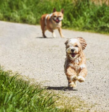 Al laghetto dell'Eur una nuova tappa de "Il canile va in città" per dare una casa agli ospiti di Muratella e Ponte Marconi. In passerella 25 cani, con 7 "adozioni del cuore" e microchip gratuito