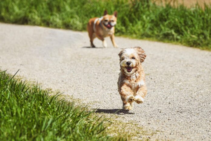 cani-cane