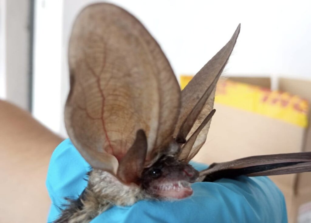Il pipistrello orecchione torna dopo 70 anni: incredibile incontro in una scuola di Guidonia 1 Il pipistrello orecchione torna dopo 70 anni: incredibile incontro in una scuola di Guidonia 1