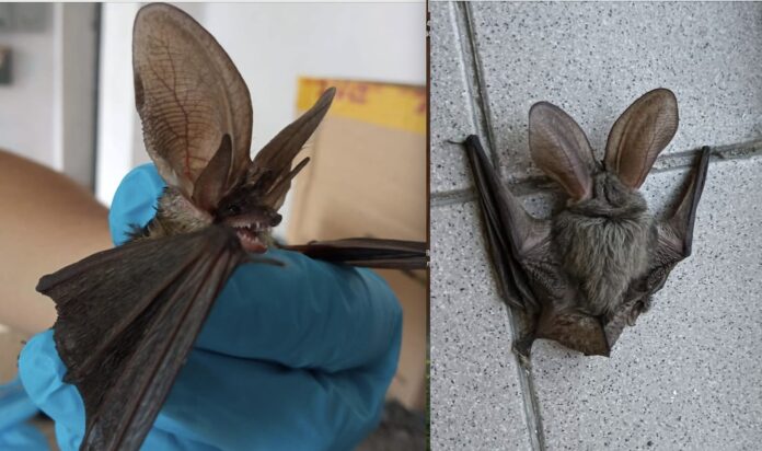 pipistrello orecchione