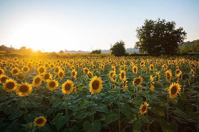 campo di girasoli