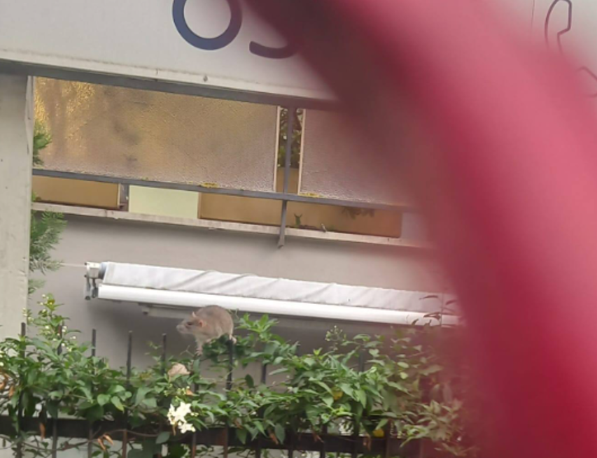 Invasione di topi tra giardini pubblici e condomini a Ostia: residenti in allarme 1
