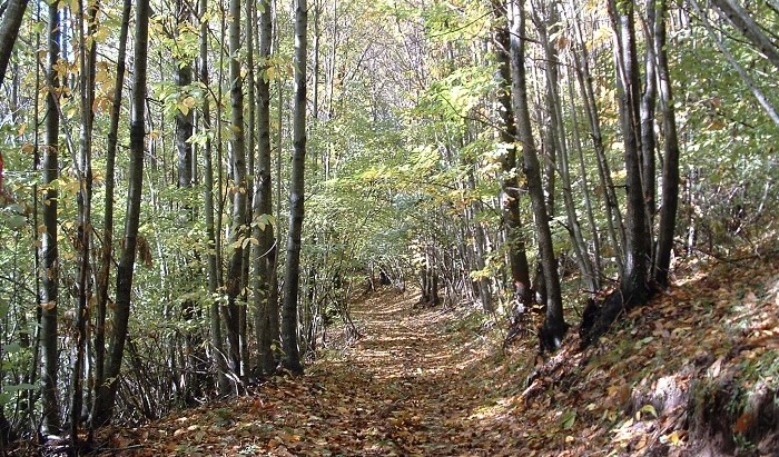 Sagra delle Castagne 2025 a Rocca di Papa: programma, date e ospiti dell’edizione 45 1