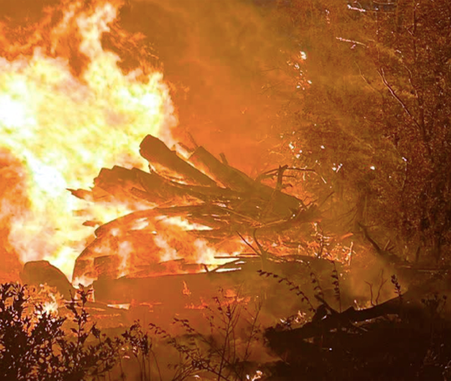 Incendio nella pineta di Castelfusano esplode dai macchinari che triturano gli alberi (VIDEO) 1 Incendio nella pineta di Castelfusano esplode dai macchinari che triturano gli alberi (VIDEO) 1
