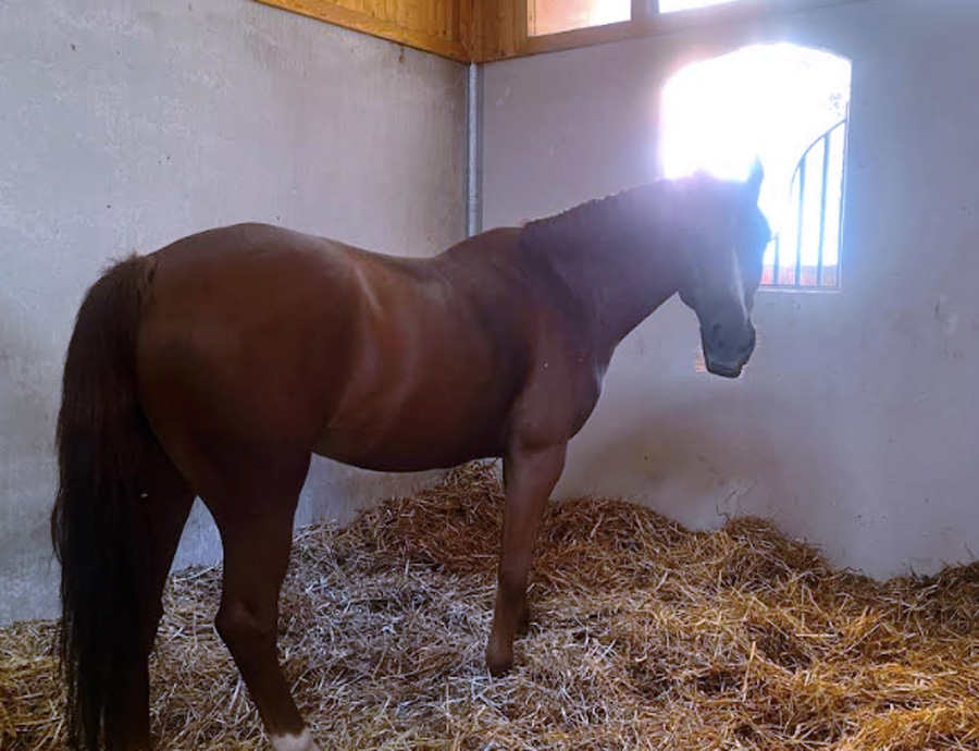 Maxi sequestro da 1,5 milioni di euro: colpito broker della manodopera legato alla Banda della Magliana (FOTO) 2