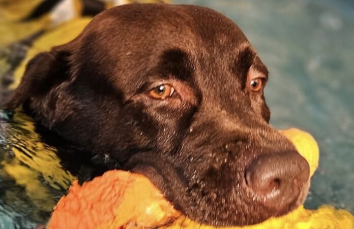 cane-aggredito