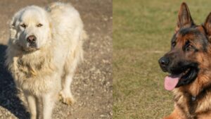 Al via le iscrizioni al corso gratuito per proprietari di cani a Cerveteri: date, come presentare domanda e scadenze 1 Al via le iscrizioni al corso gratuito per proprietari di cani a Cerveteri: date, come presentare domanda e scadenze