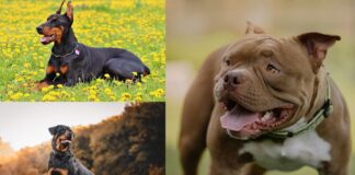 Al via le iscrizioni al corso gratuito per proprietari di cani a Cerveteri: date, come presentare domanda e scadenze
