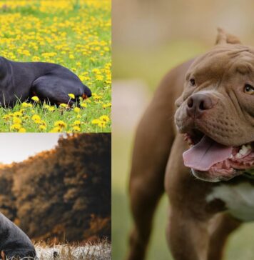 Al via le iscrizioni al corso gratuito per proprietari di cani a Cerveteri: date, come presentare domanda e scadenze