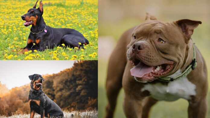 cani Al via le iscrizioni al corso gratuito per proprietari di cani a Cerveteri: date, come presentare domanda e scadenze