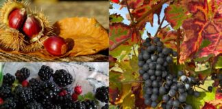 Sagre nel Lazio dal 3 al 5 ottobre 2025: uva e vino, pizzette fritte, castagne, more e porchetta