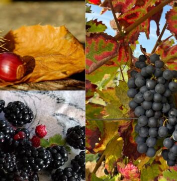 Sagre nel Lazio dal 3 al 5 ottobre 2025: uva e vino, pizzette fritte, castagne, more e porchetta