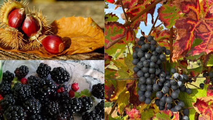 copertina sagre Sagre nel Lazio dal 3 al 5 ottobre 2025: uva e vino, pizzette fritte, castagne, more e porchetta