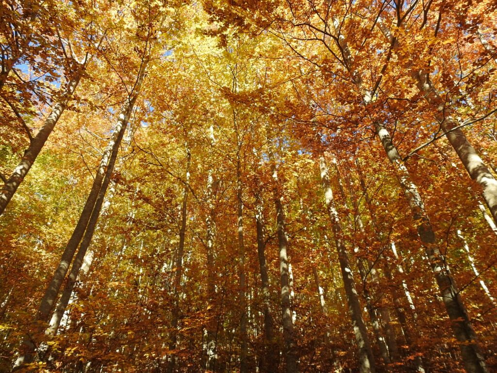 Sagra della Salsiccia a Camerata Nuova 2025: gusto, trekking e musica tra i Monti Simbruini 1