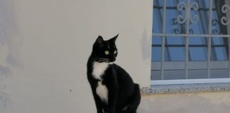 https://canaledieci.it/2025/08/02/numa-il-gatto-col-gps-che-divide-roma-san-paolo-libero-e-felice-dice-la-padrona/