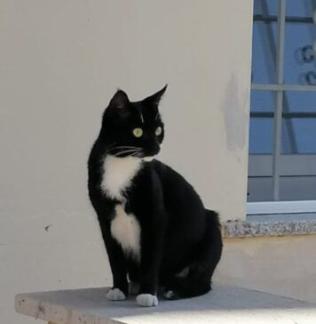 https://canaledieci.it/2025/08/02/numa-il-gatto-col-gps-che-divide-roma-san-paolo-libero-e-felice-dice-la-padrona/