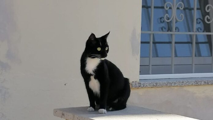 https://canaledieci.it/2025/08/02/numa-il-gatto-col-gps-che-divide-roma-san-paolo-libero-e-felice-dice-la-padrona/
